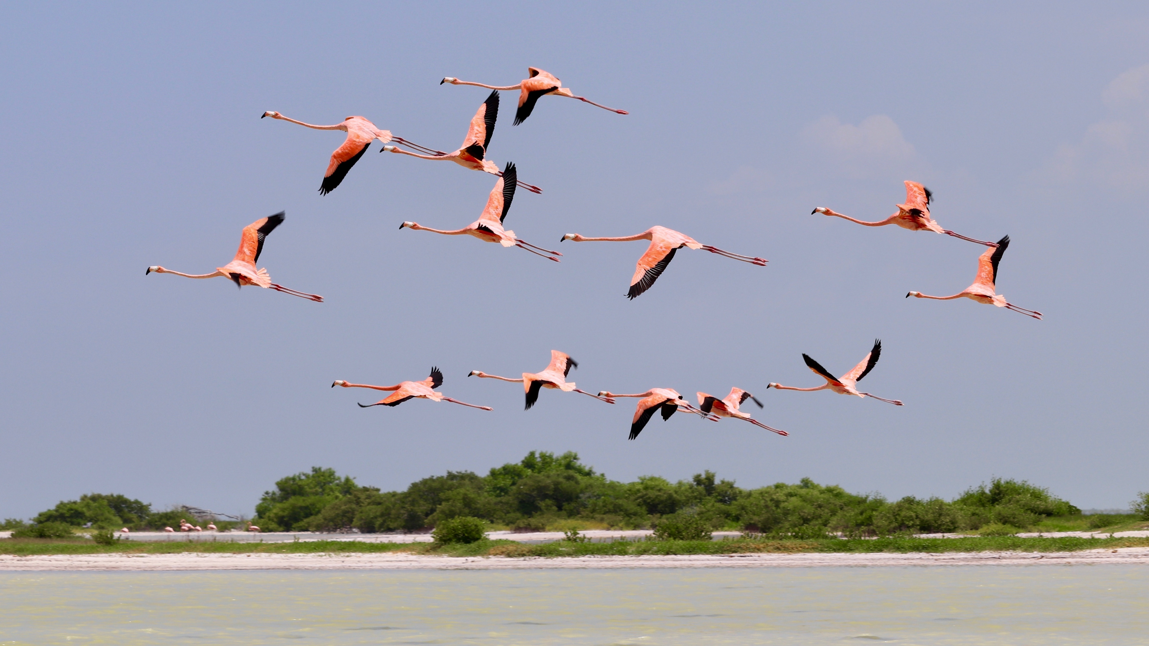 Flamant rose à Rio Lagartos