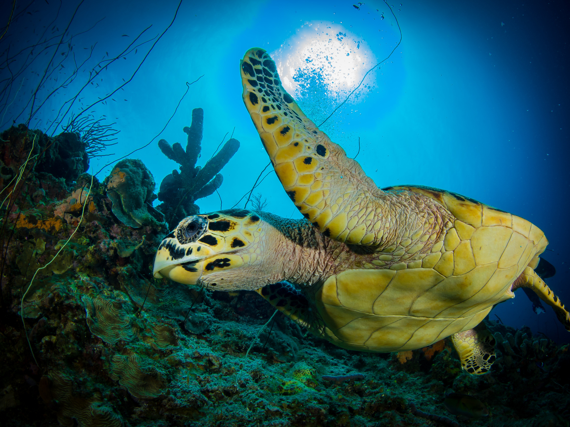 Baptême de plongée Puerto Morelos