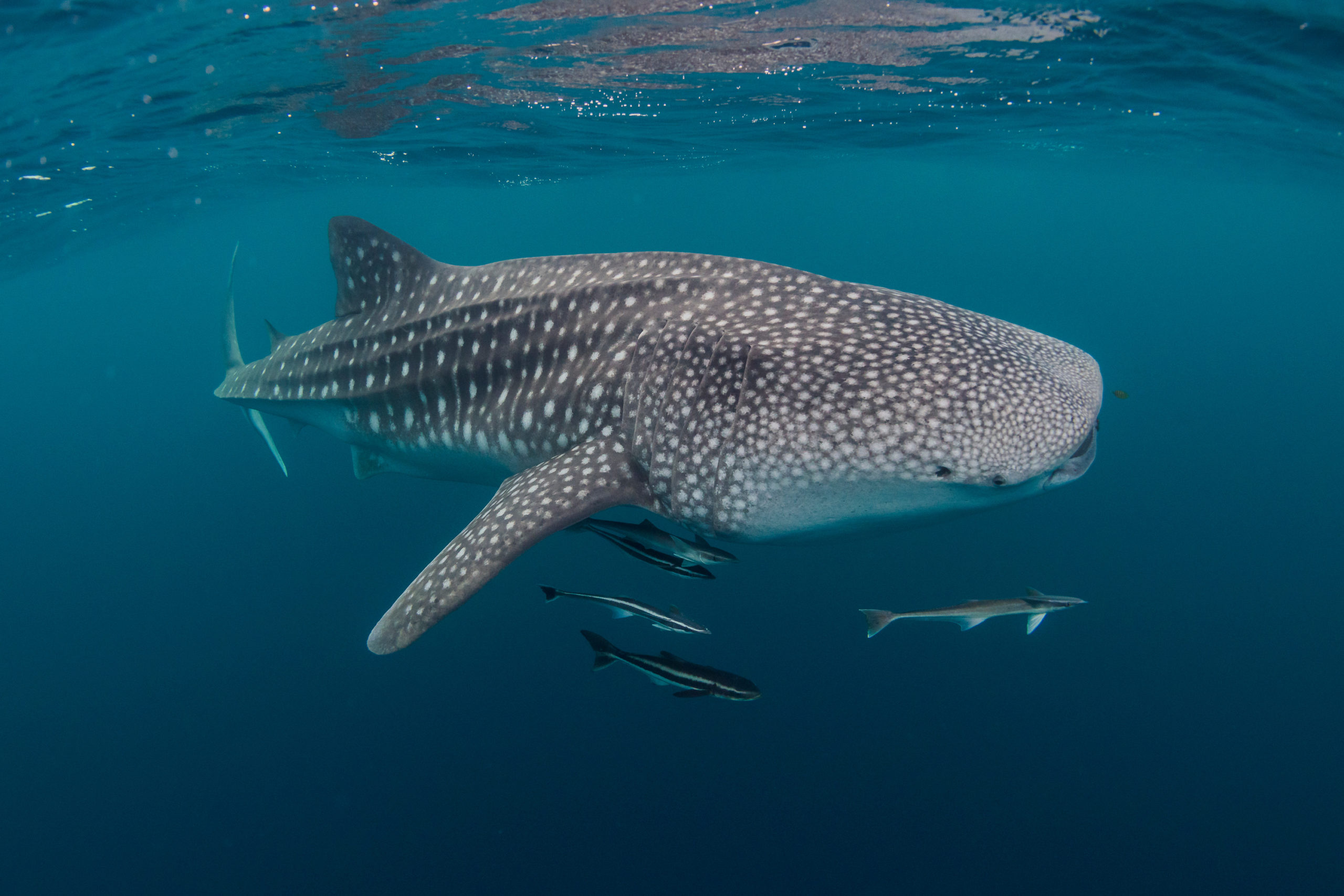 excursion requins baleines guide francophone secretoo