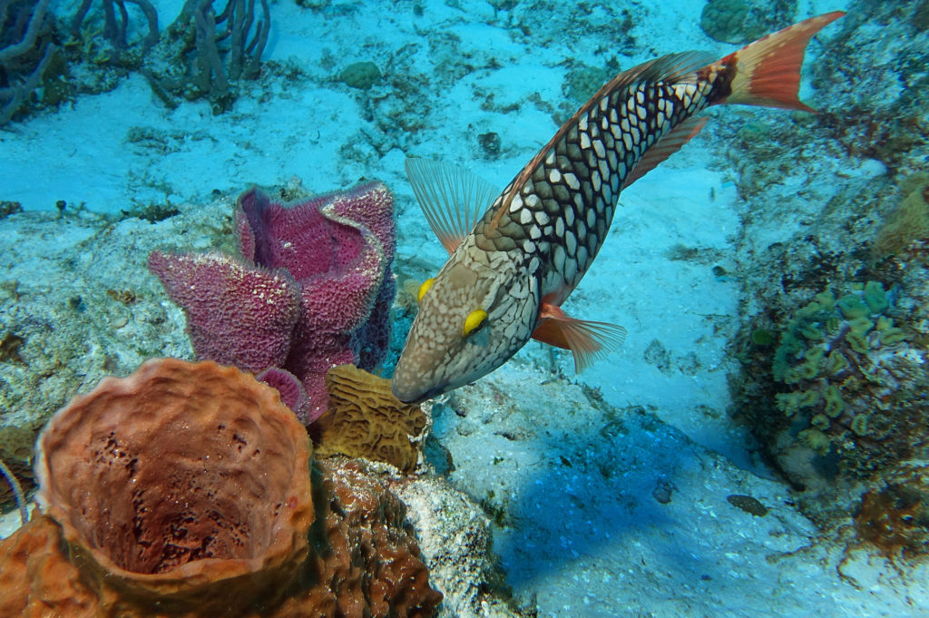 Baptême de plongée Puerto Morelos