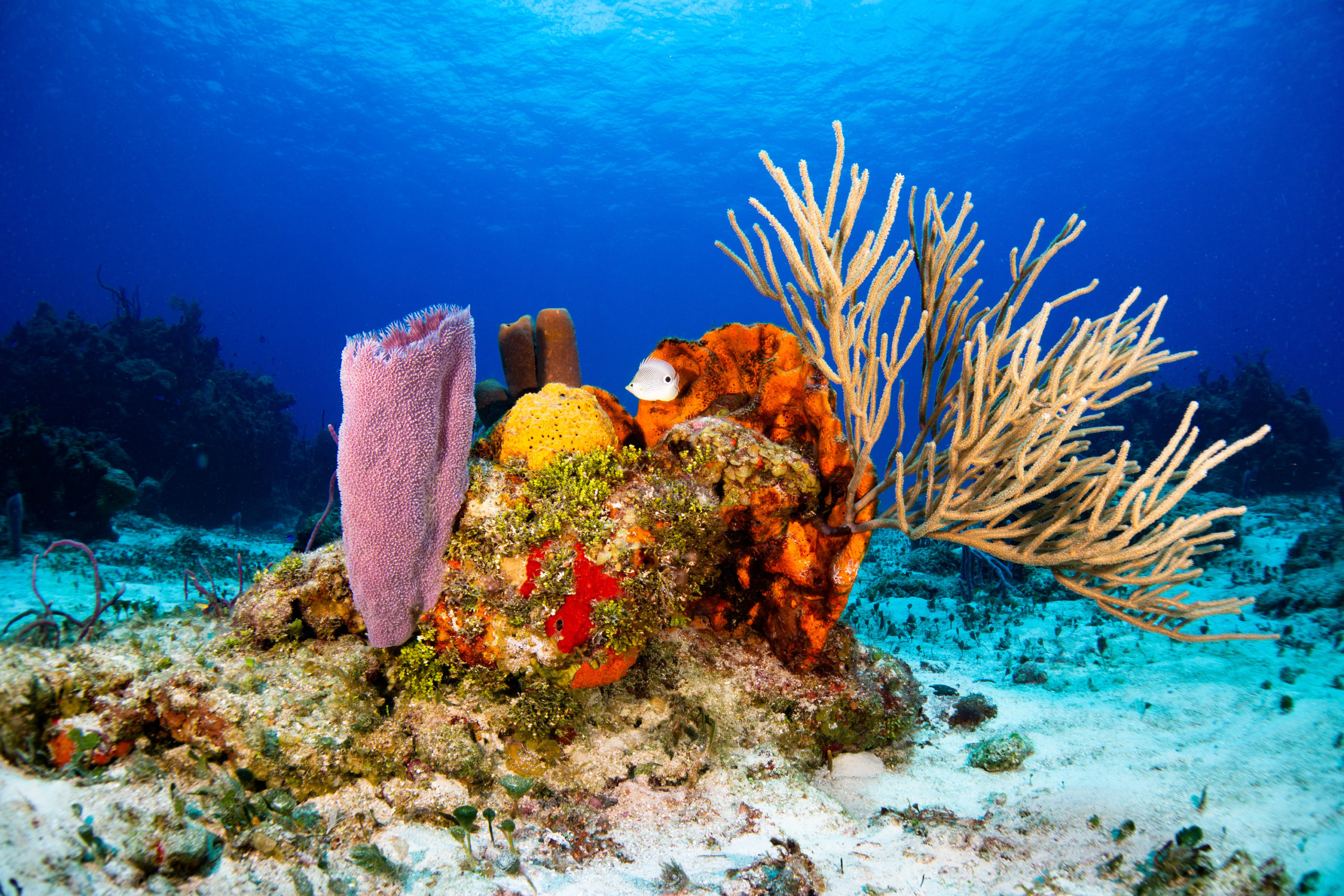 Baptême de plongée Puerto Morelos