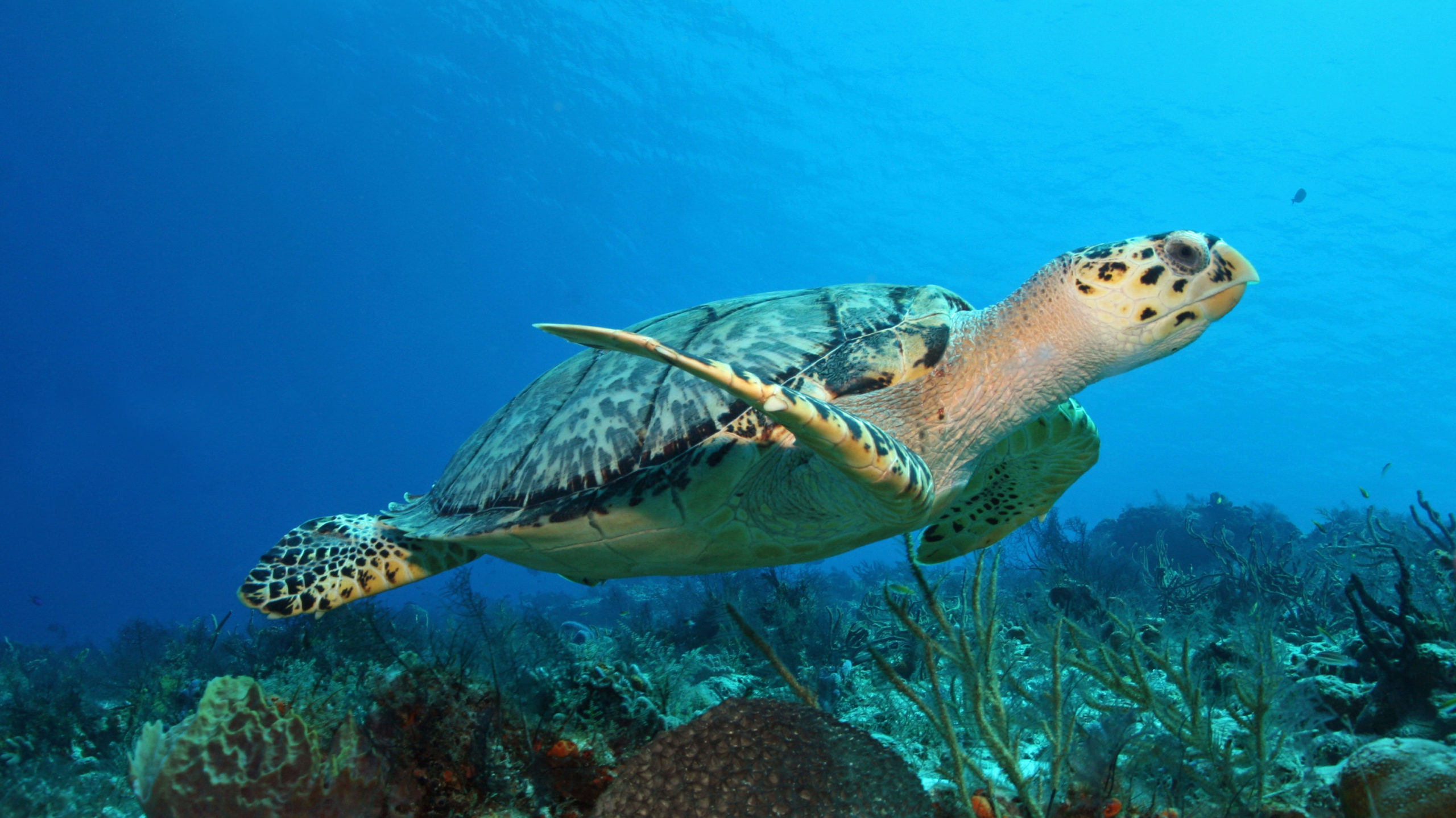 nager avec les tortues au Mexique 