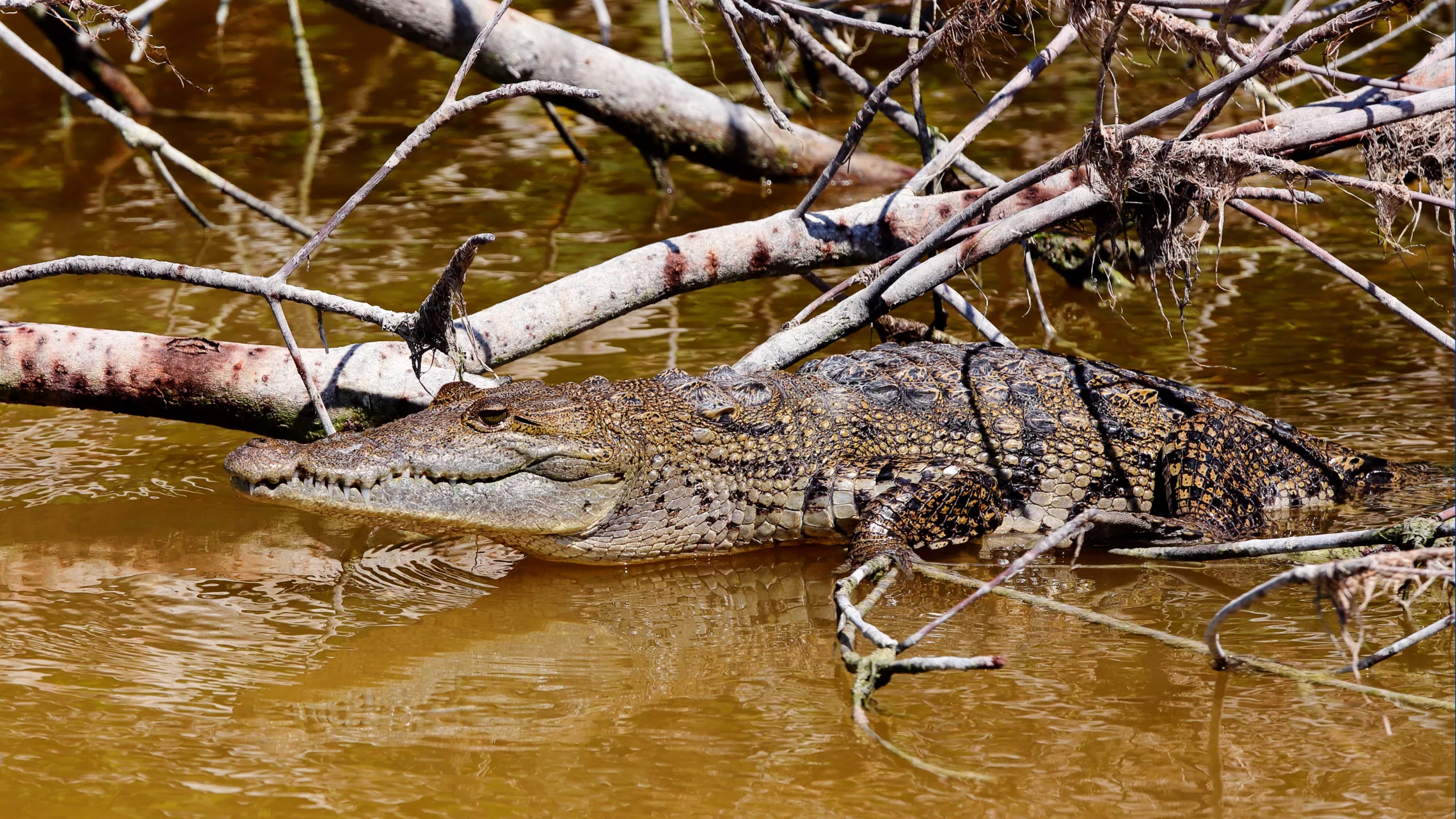 Crocodiles à Rio Lagartos