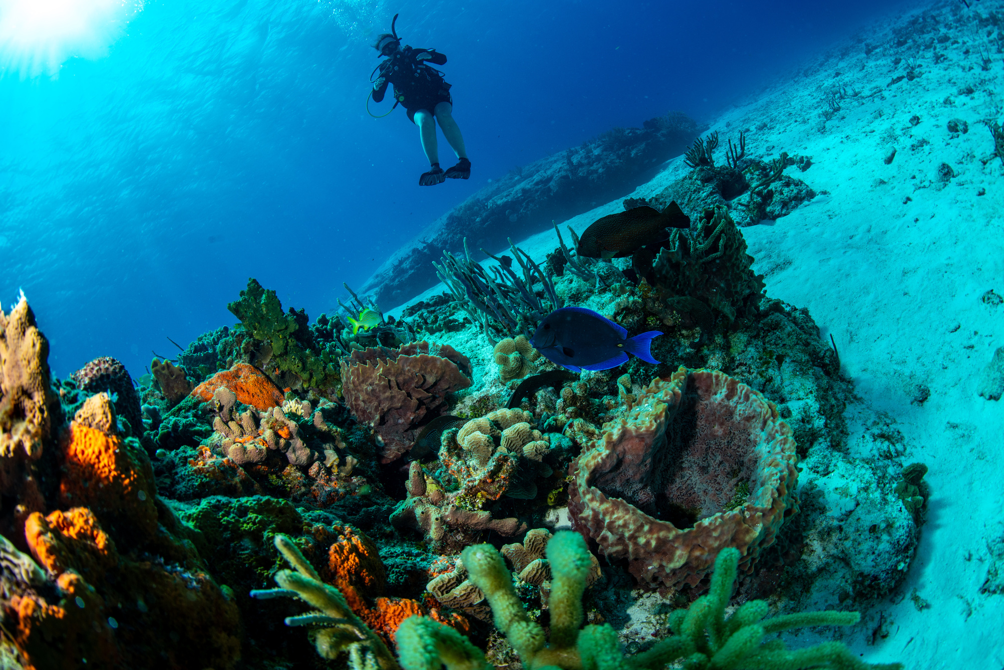 Baptême de plongée Puerto Morelos