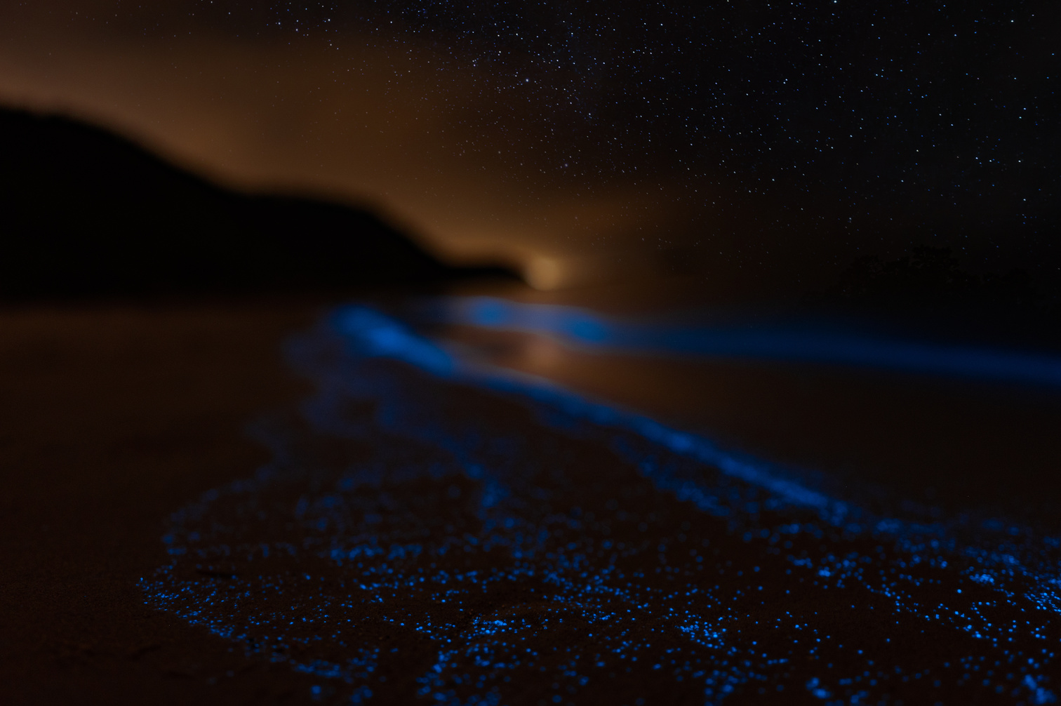 Bioluminescence