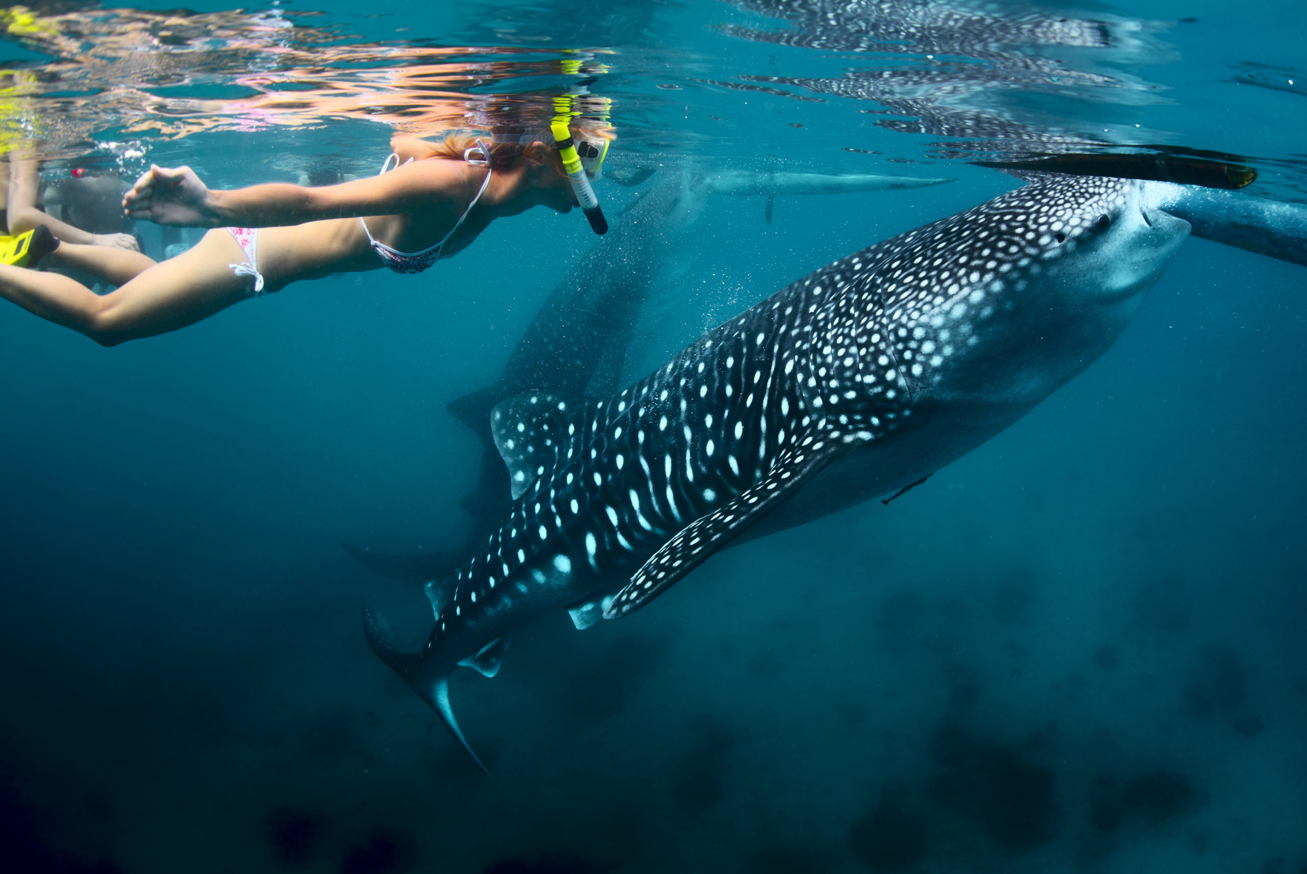 excursion requins baleines cancun