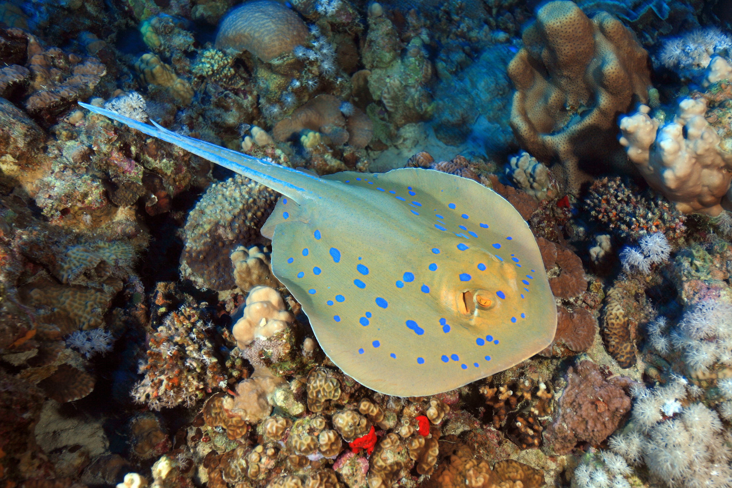 Baptême de plongée Puerto Morelos