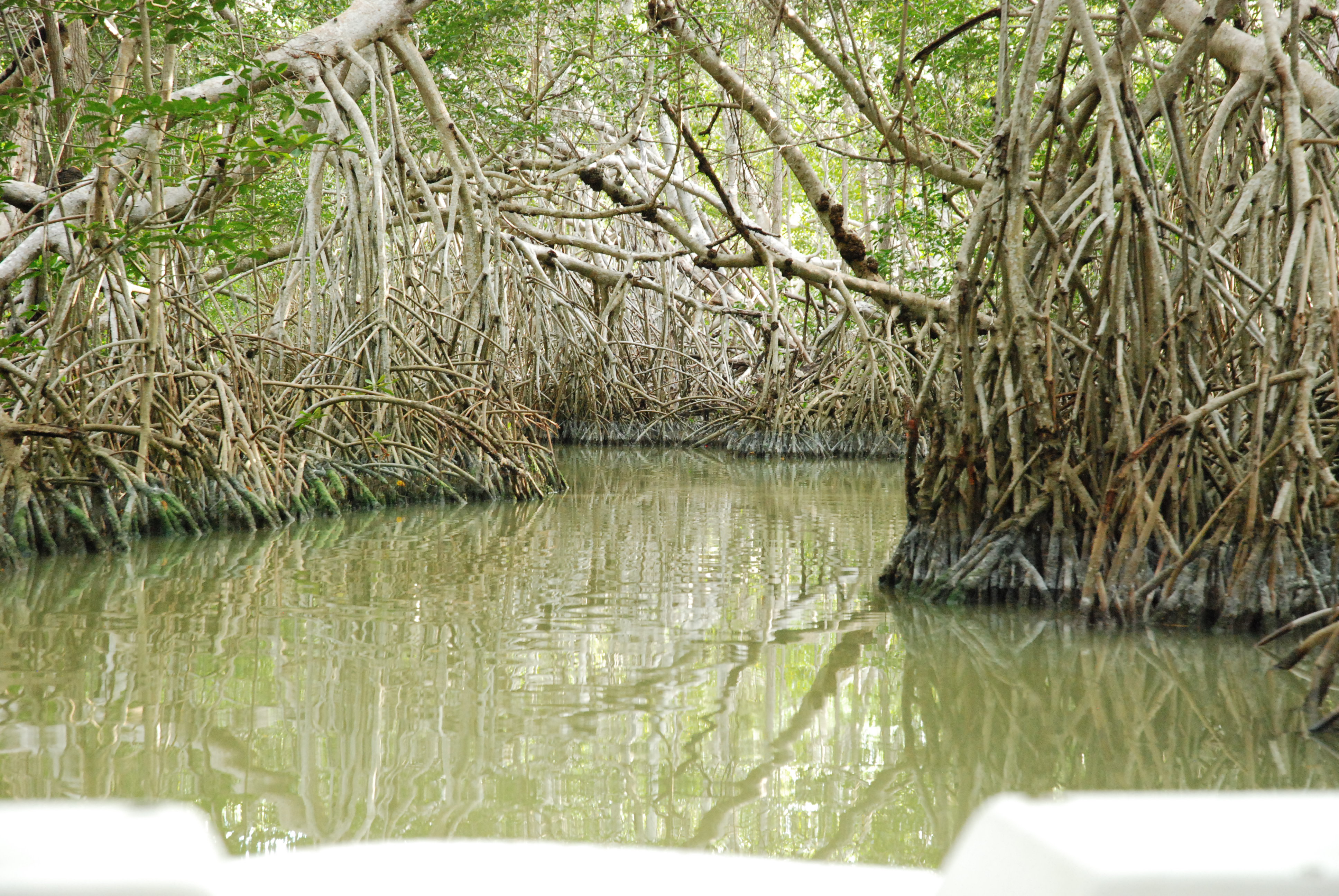 Celestun mangrove