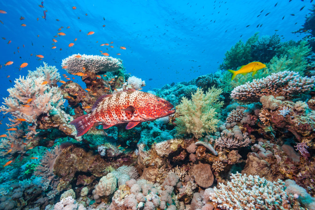 Visiter Isla Cozumel au Mexique : que voir et que faire ?