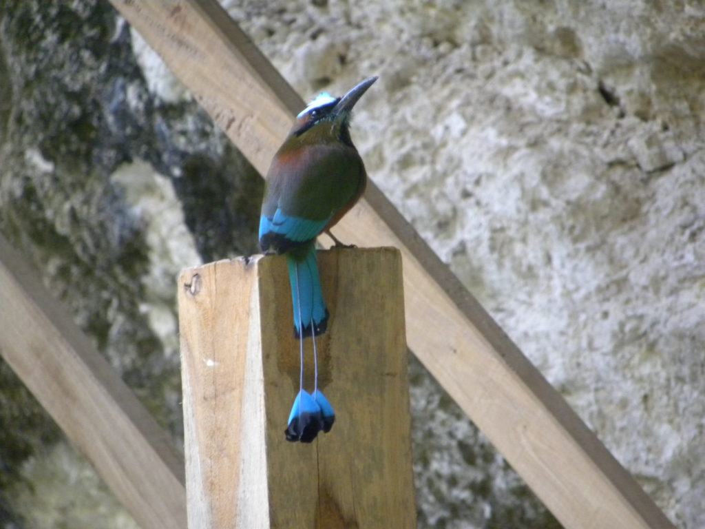 Oiseau toh cénote Xcanche road trip au Yucatán