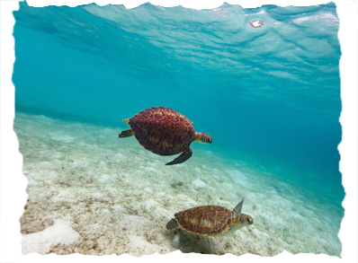 Nager avec les tortues Akumal