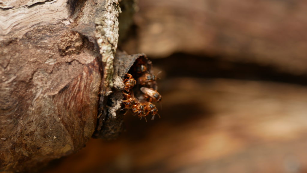 Visite chez l'habitant Coba