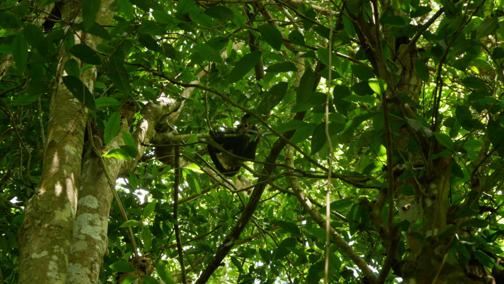 Coba Riviera maya au Mexique