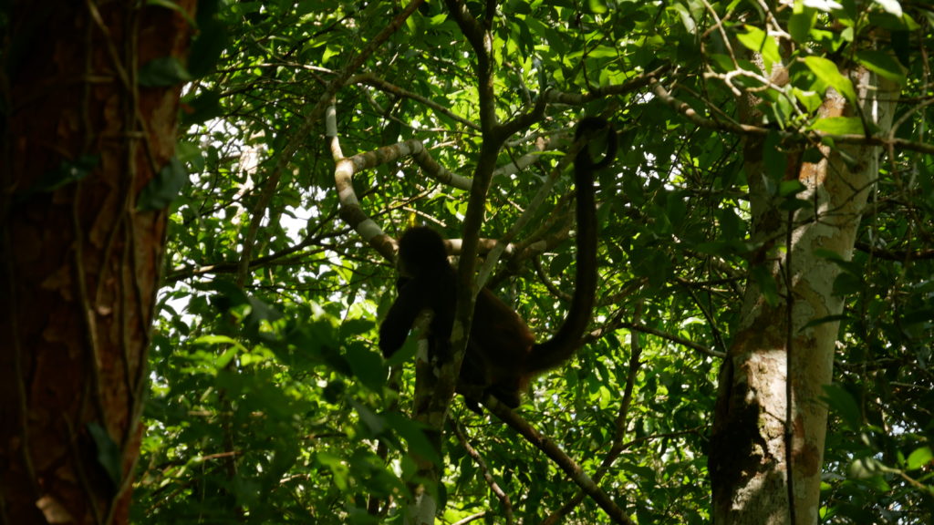 Coba road trip au Yucatán