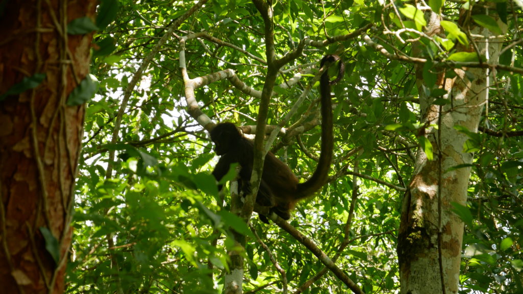 Secretoo excursion Coba avec guide francophone