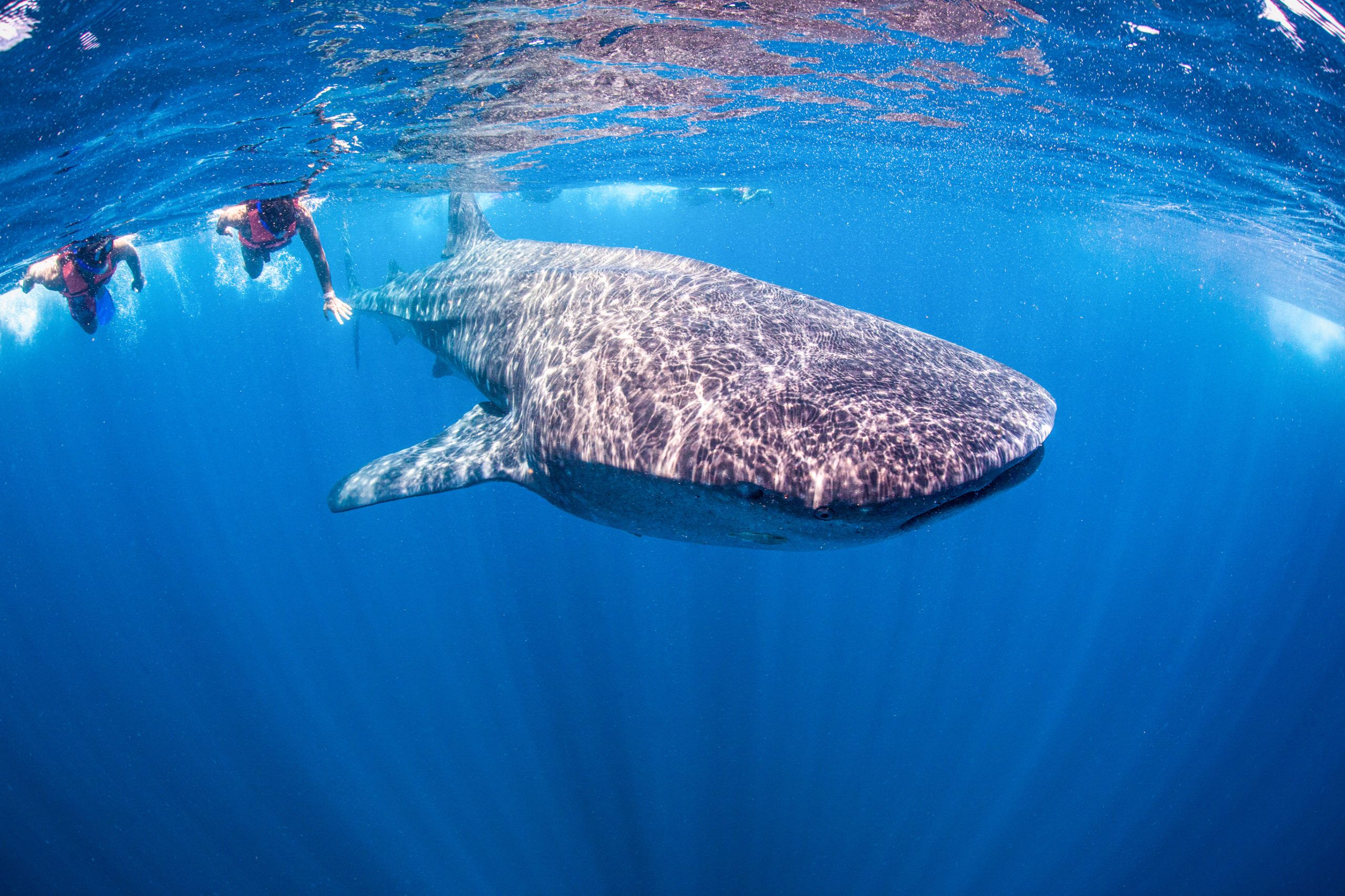 excursion requins baleines cancun