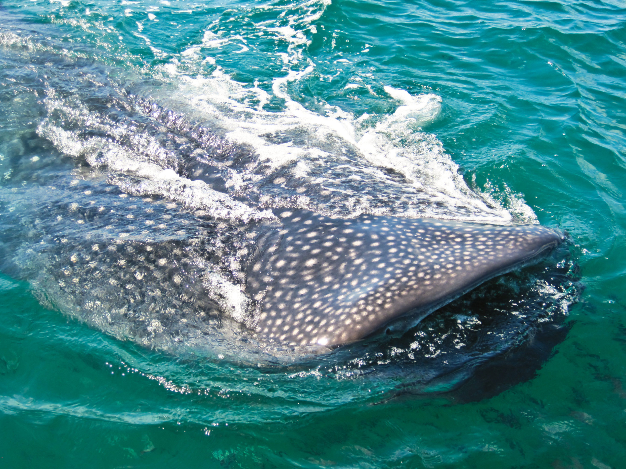 excursion requins baleines guide francophone secretoo