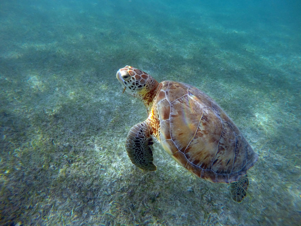 Que faire au Quintana Roo ?