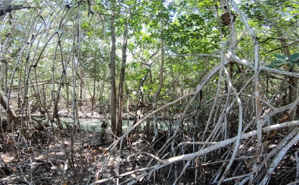 Visiter Holbox : les choses incontournables à faire en 2023