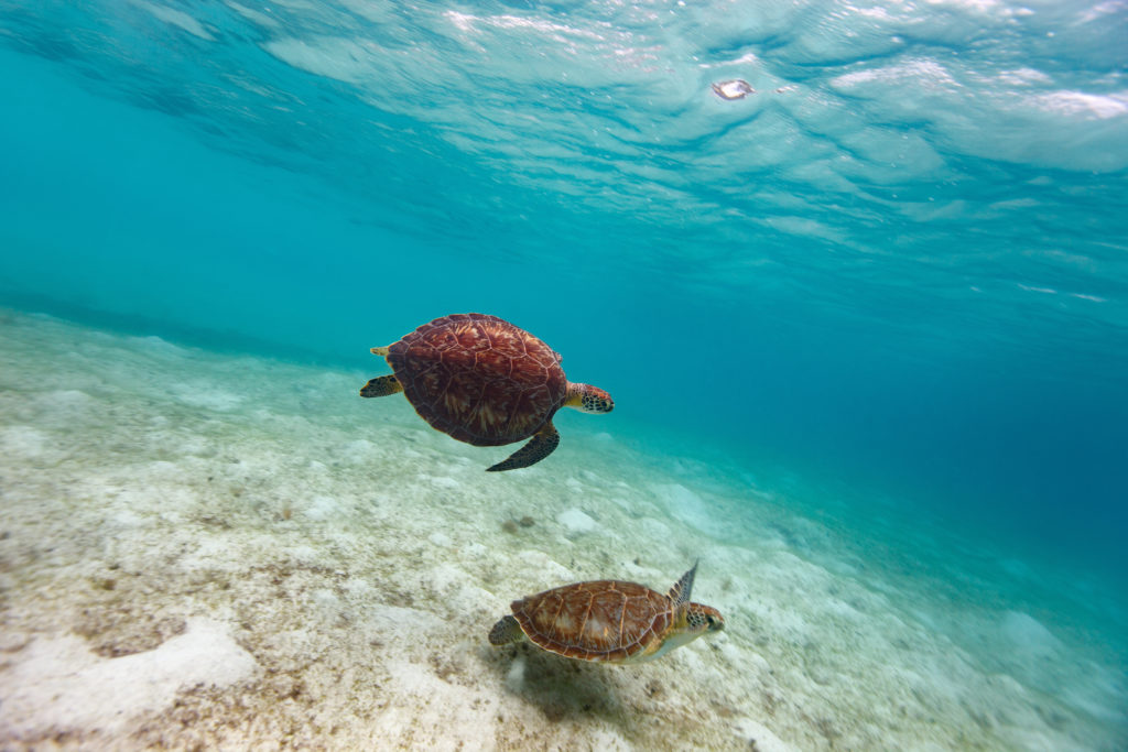 Nager avec les tortues Akumal