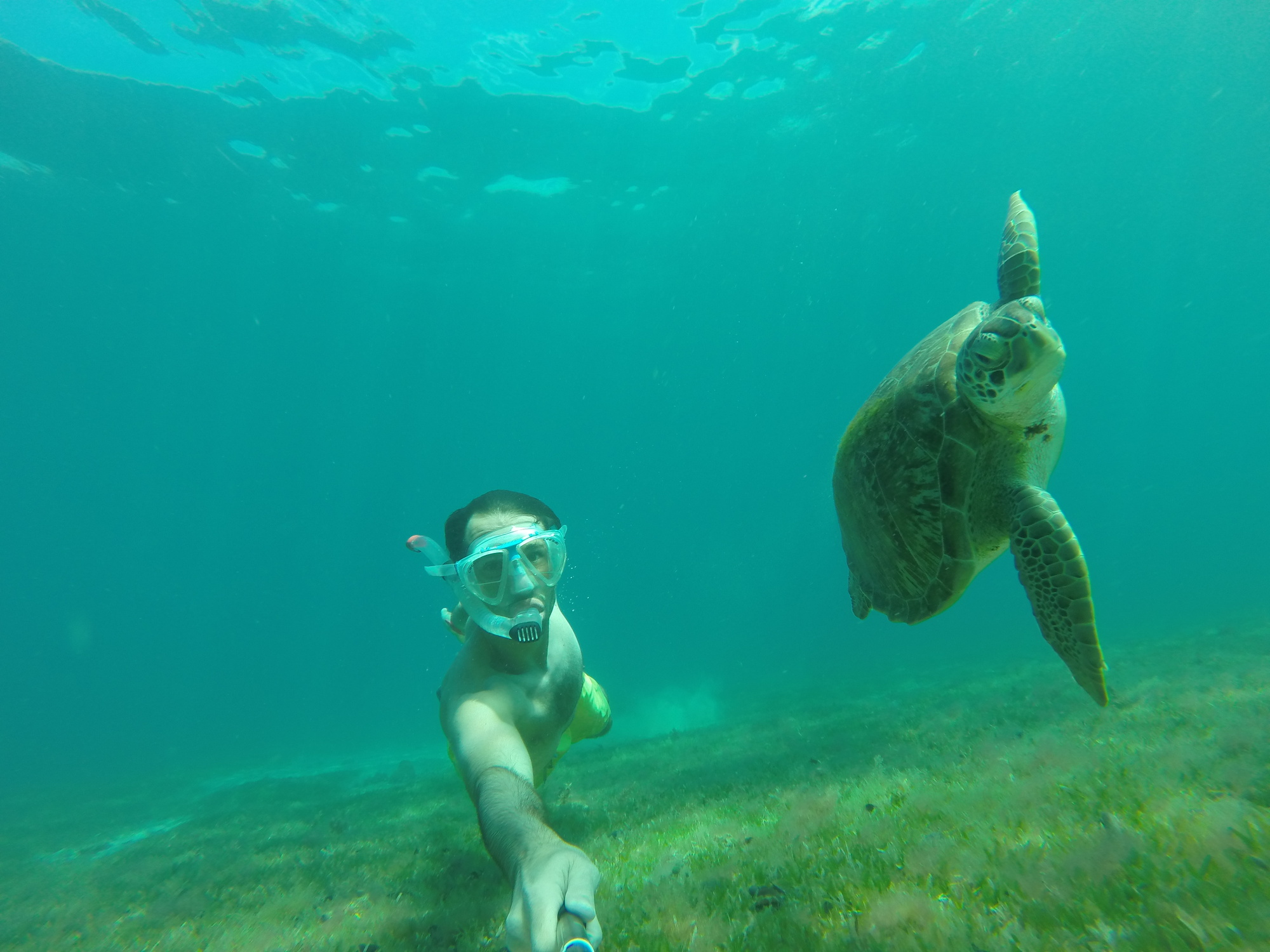 akumal tortue