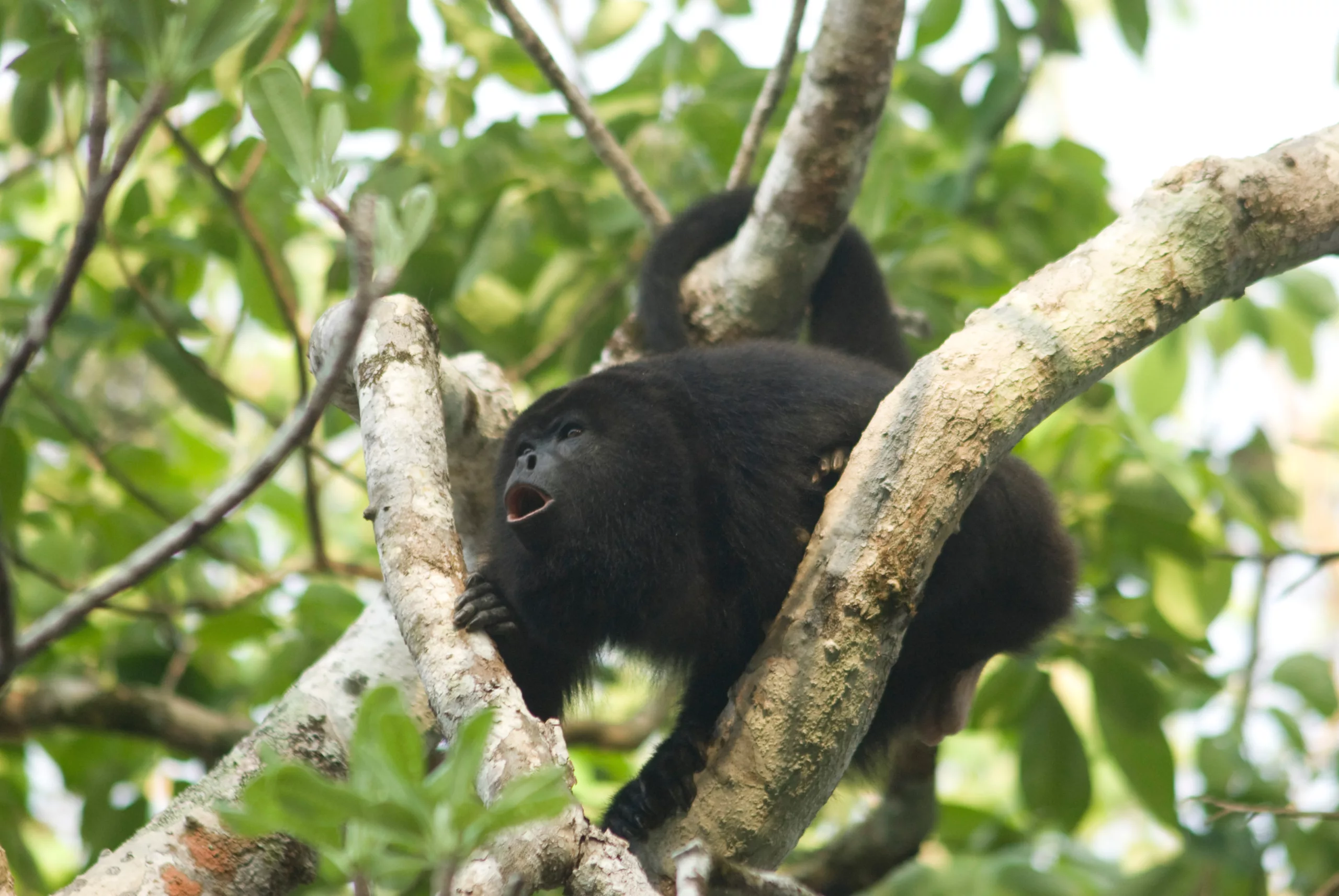 Singe hurleur à Calakmul