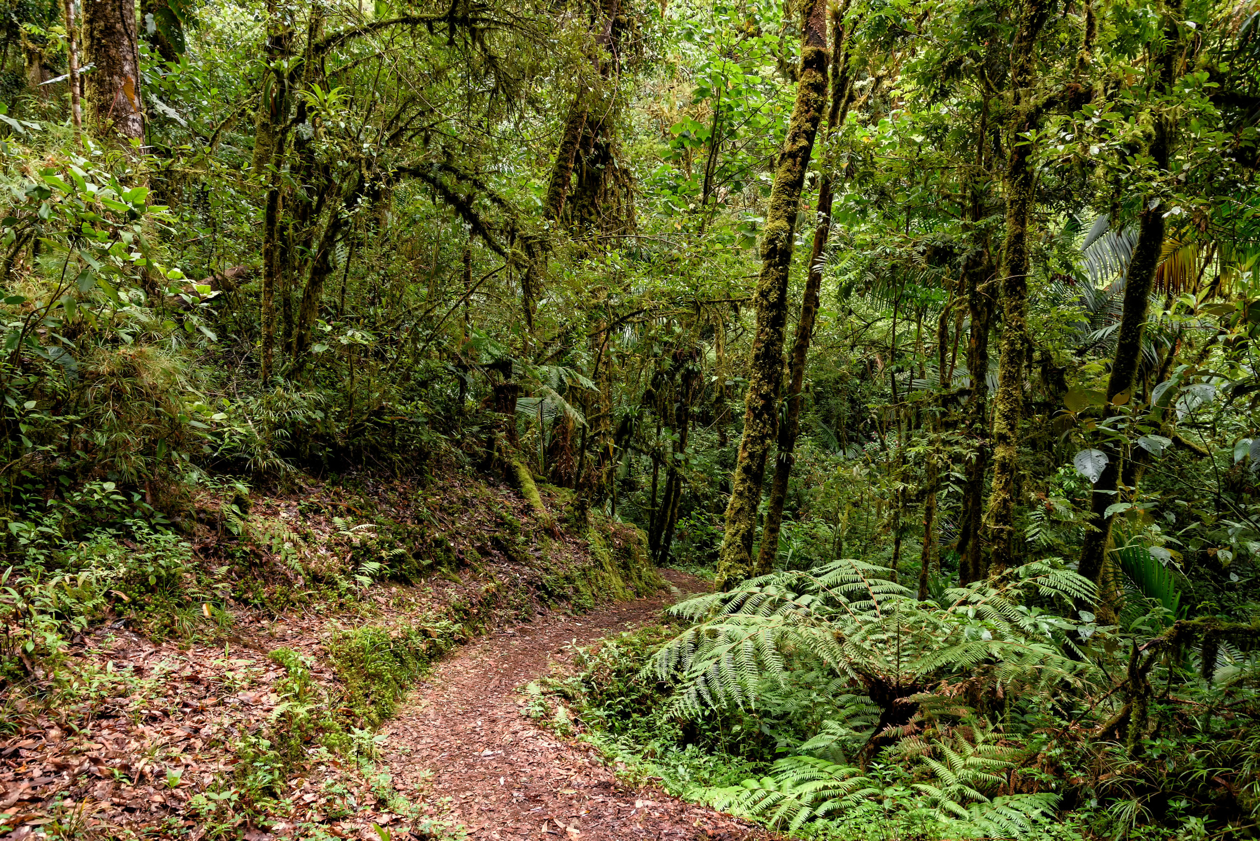 Réserve de calakmul