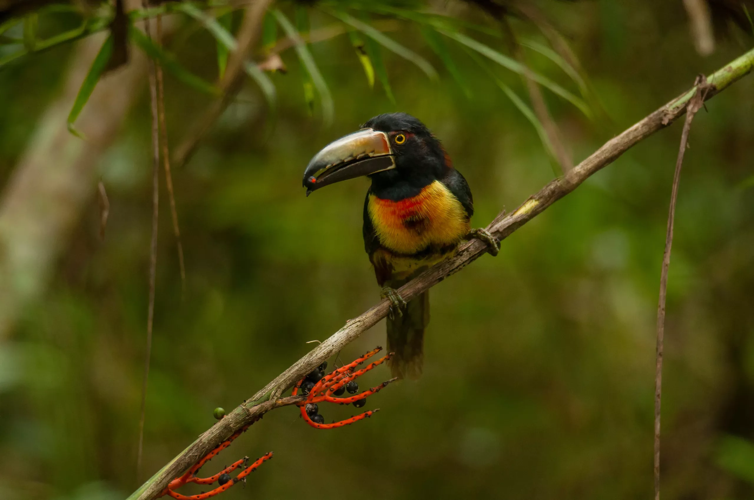Toucan à Calakmul