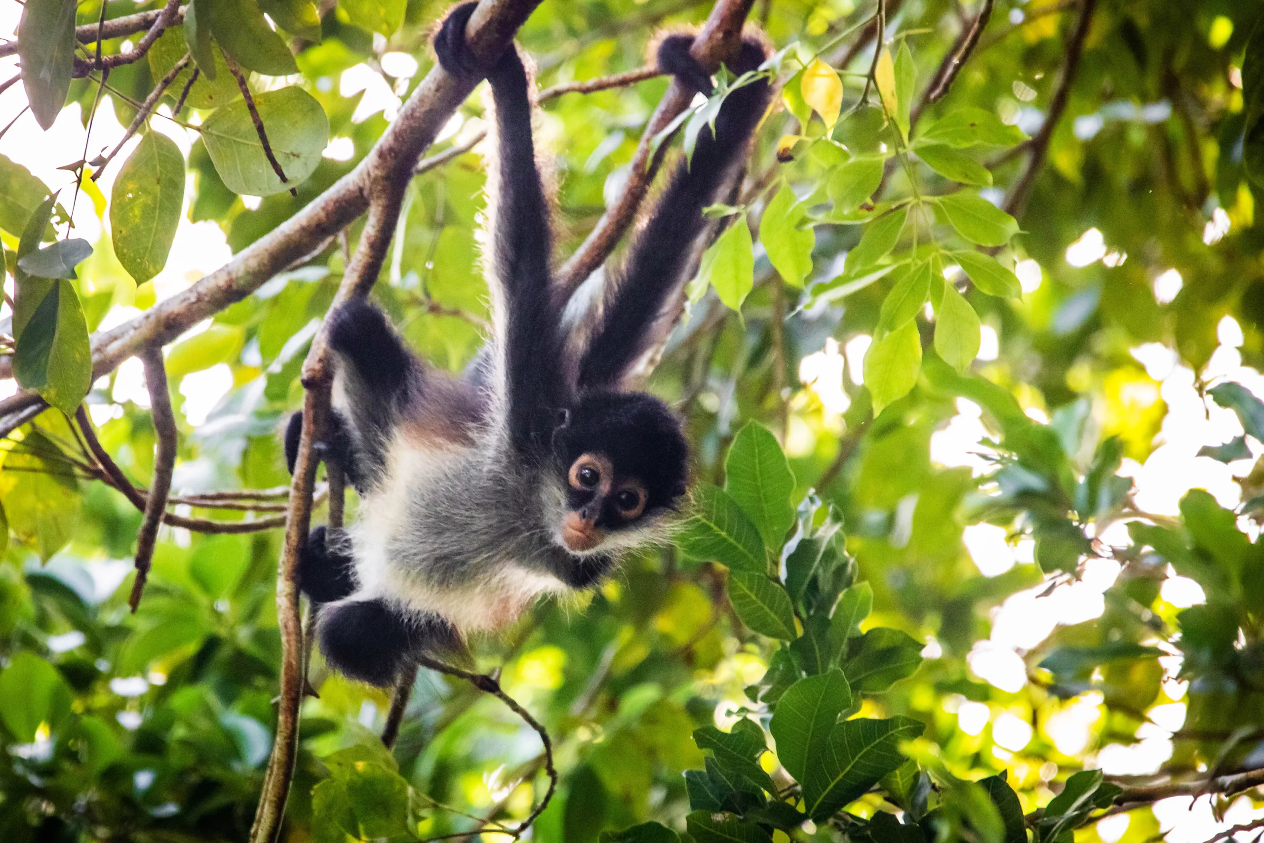 Singe araignée à Calakmul