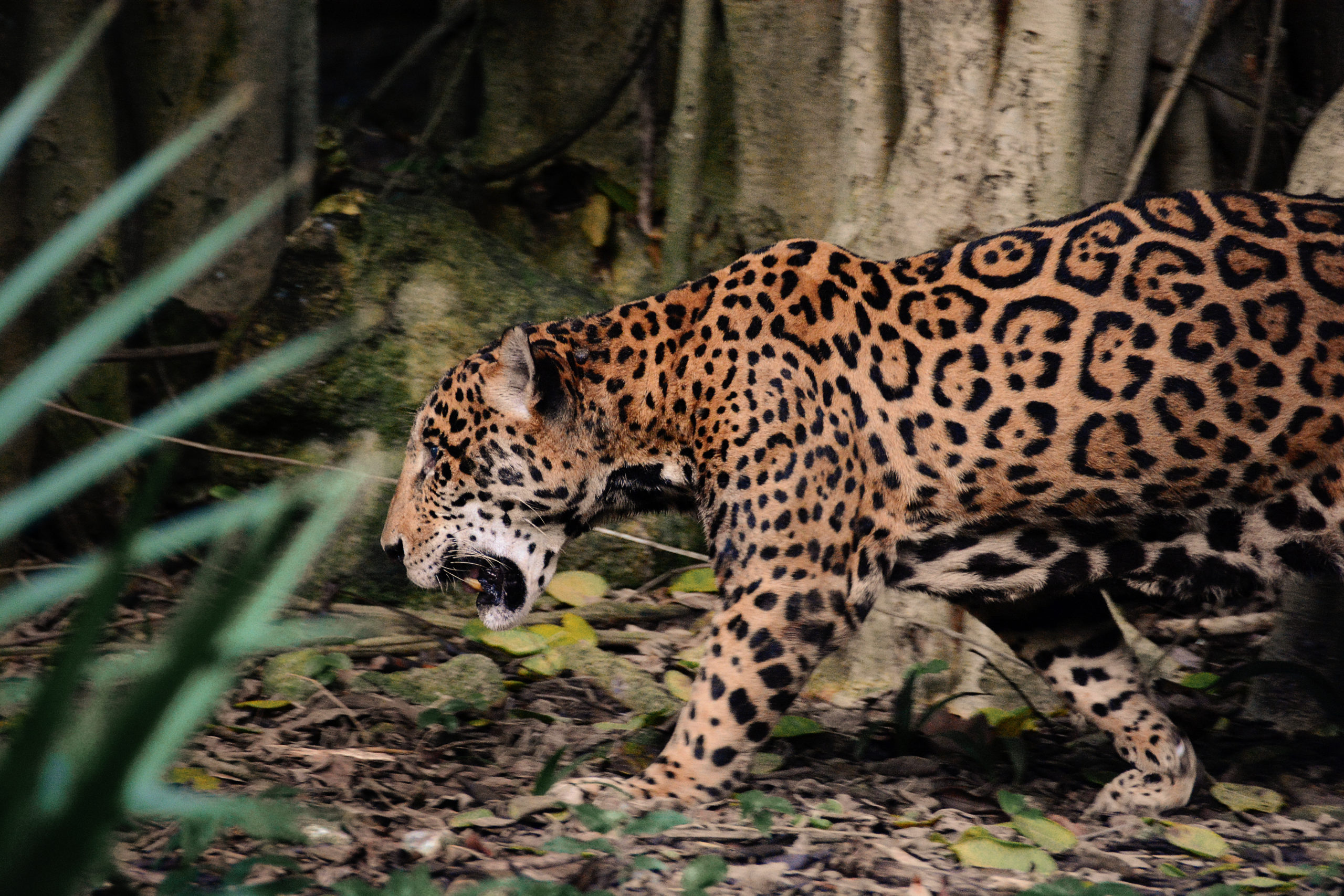 Réserve de calakmul