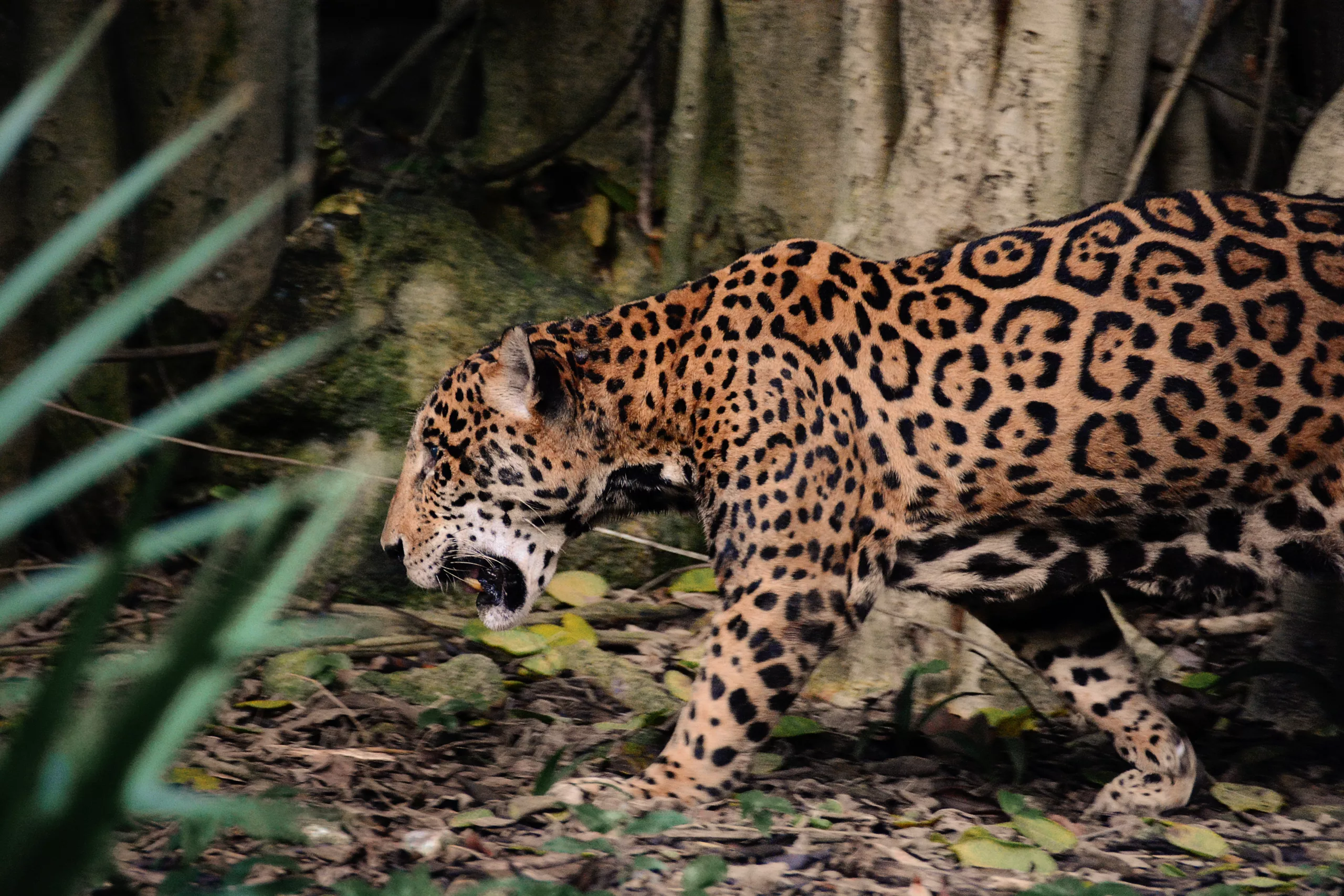 Jaguar à Calakmul