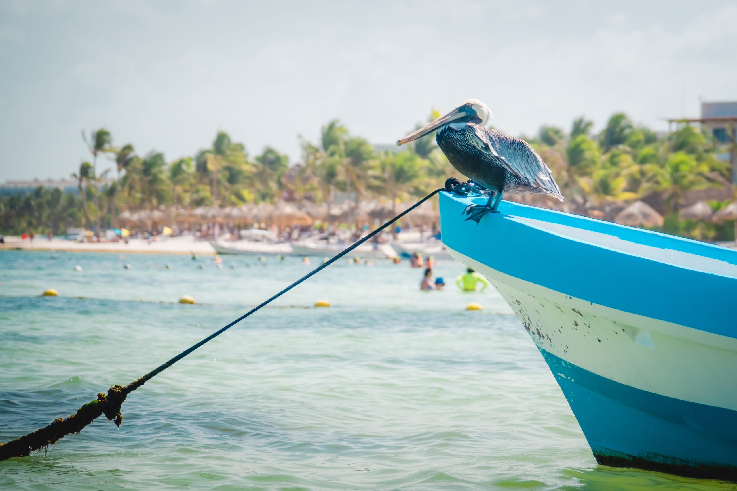 Nager avec les tortues Akumal