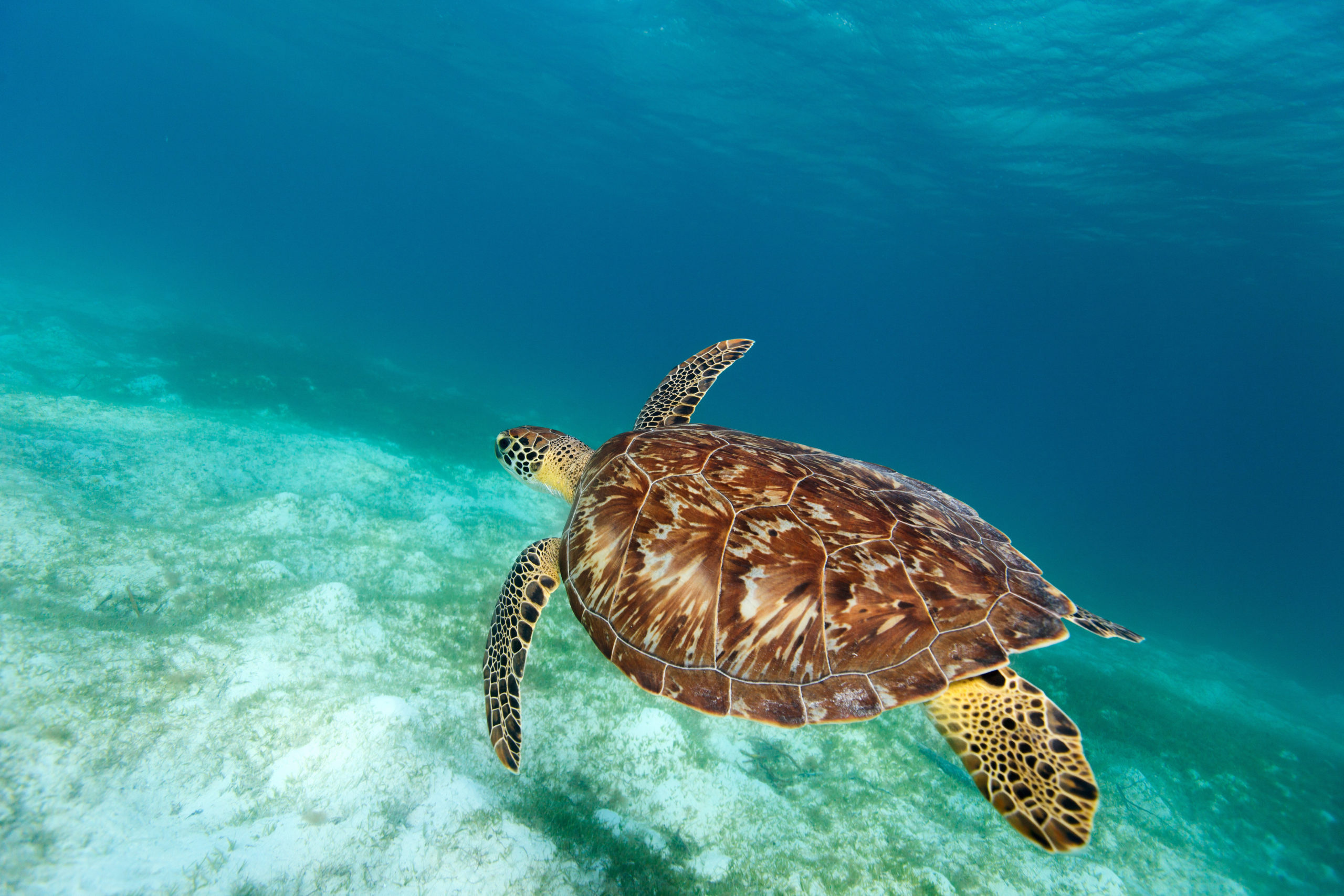 Nager avec les tortues Akumal