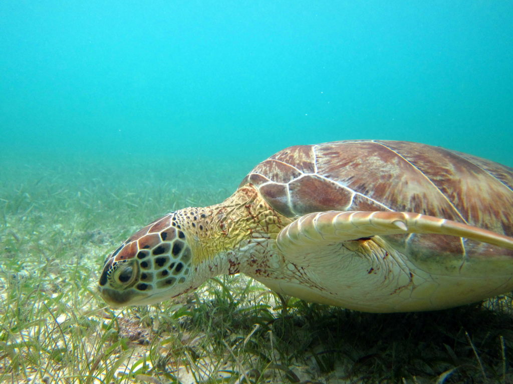 tortue tulum