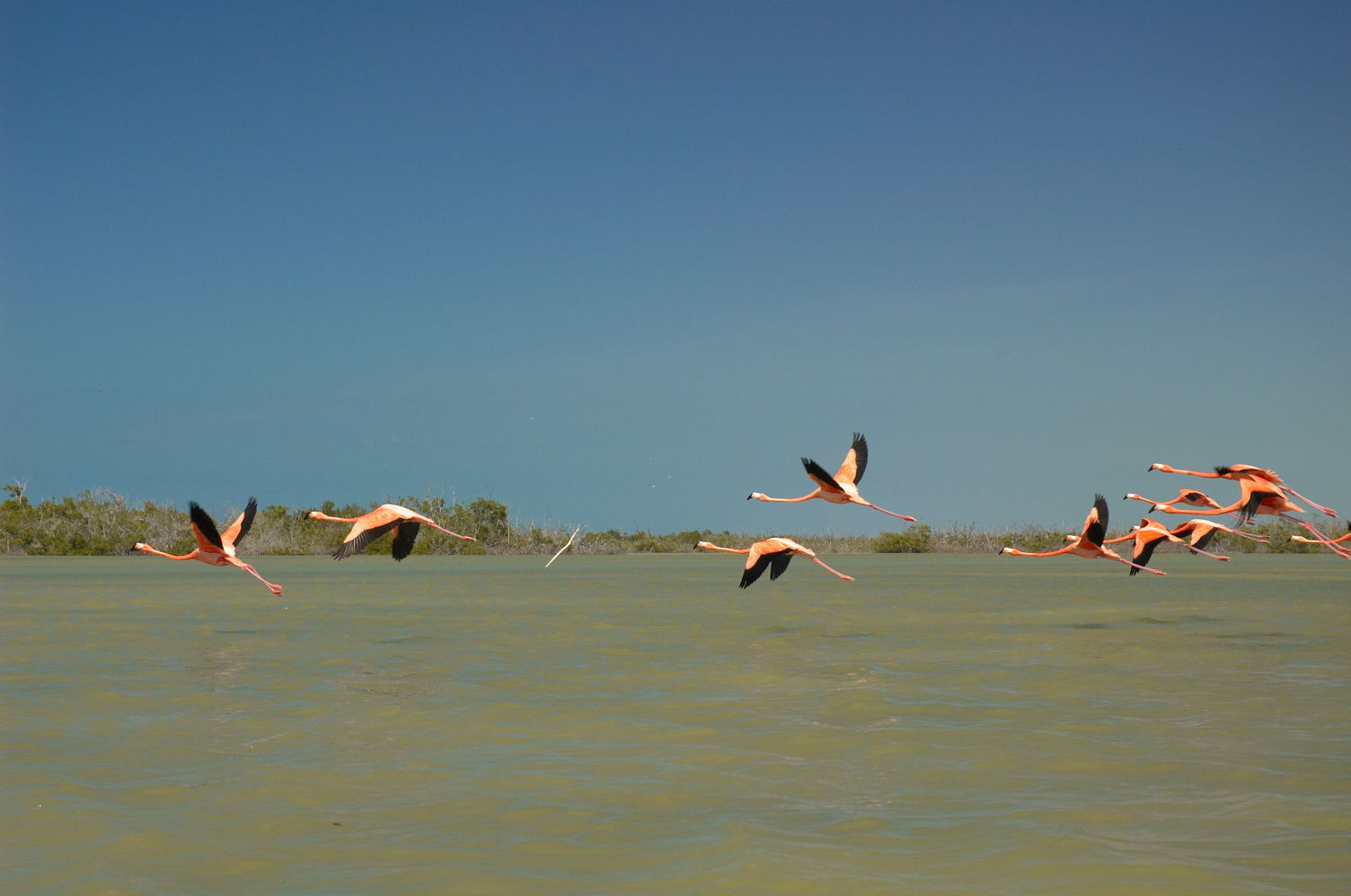 flamants roses rio lagartos