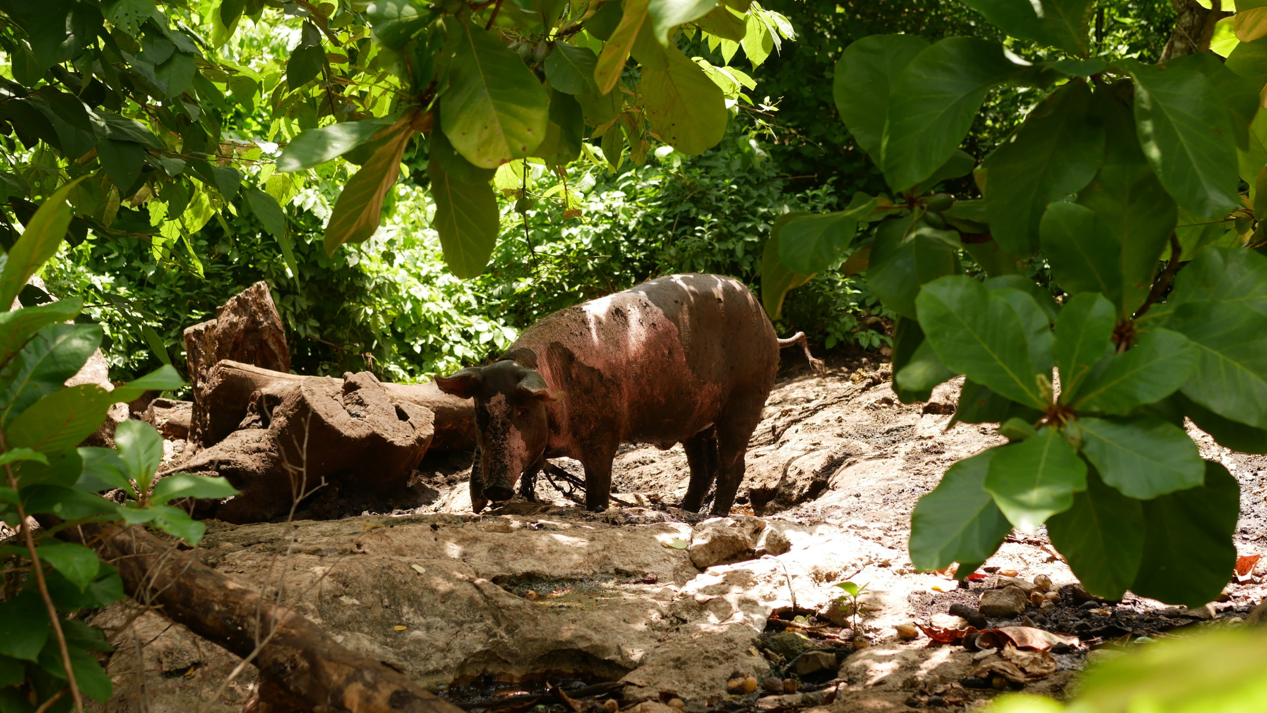 Réserve de calakmul