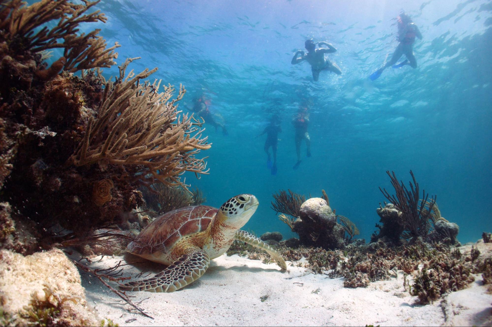 nager avec les tortues au Mexique 