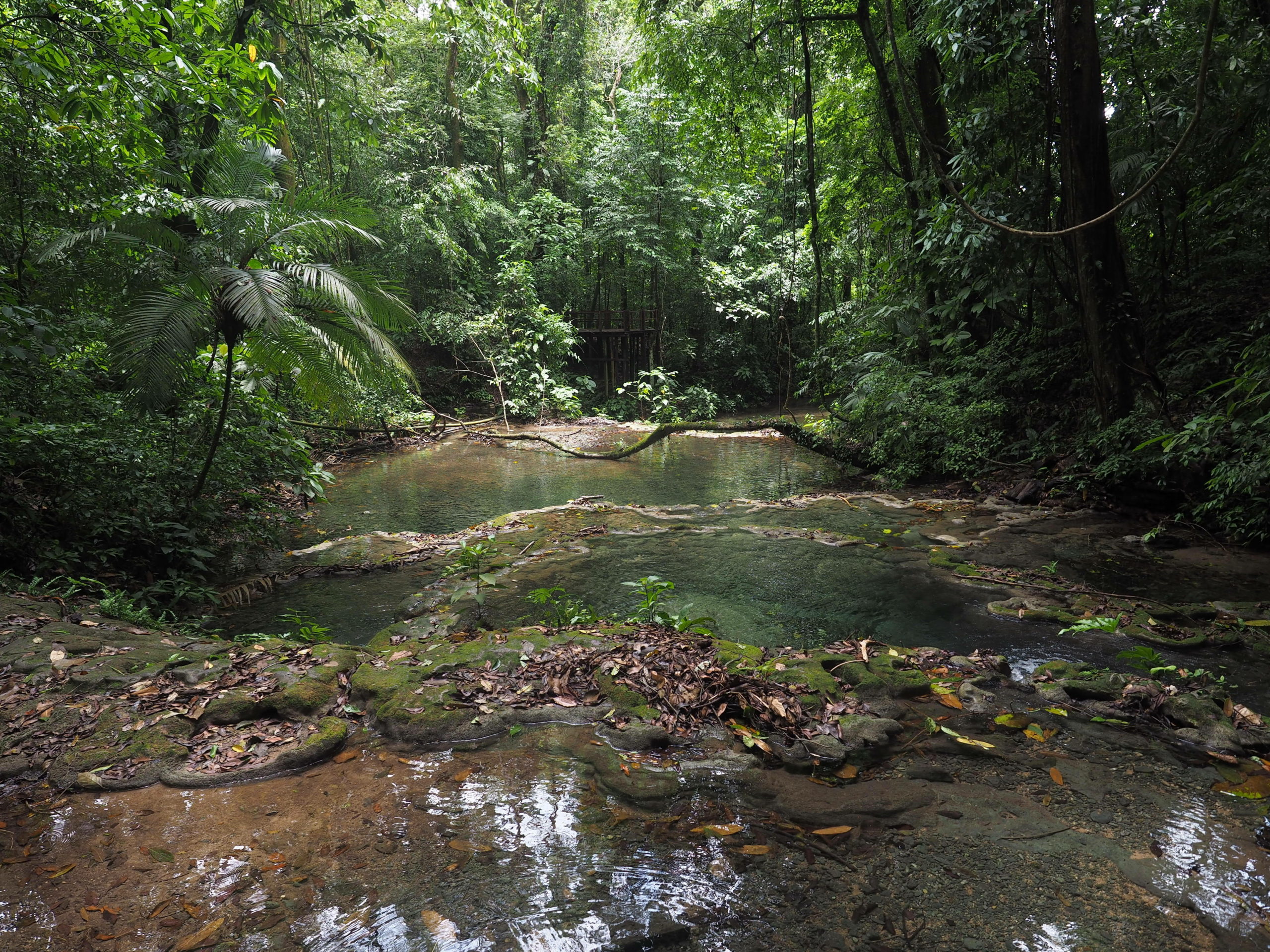 Visiter Palenque dans le Chiapas : 5 bonnes raisons de le faire