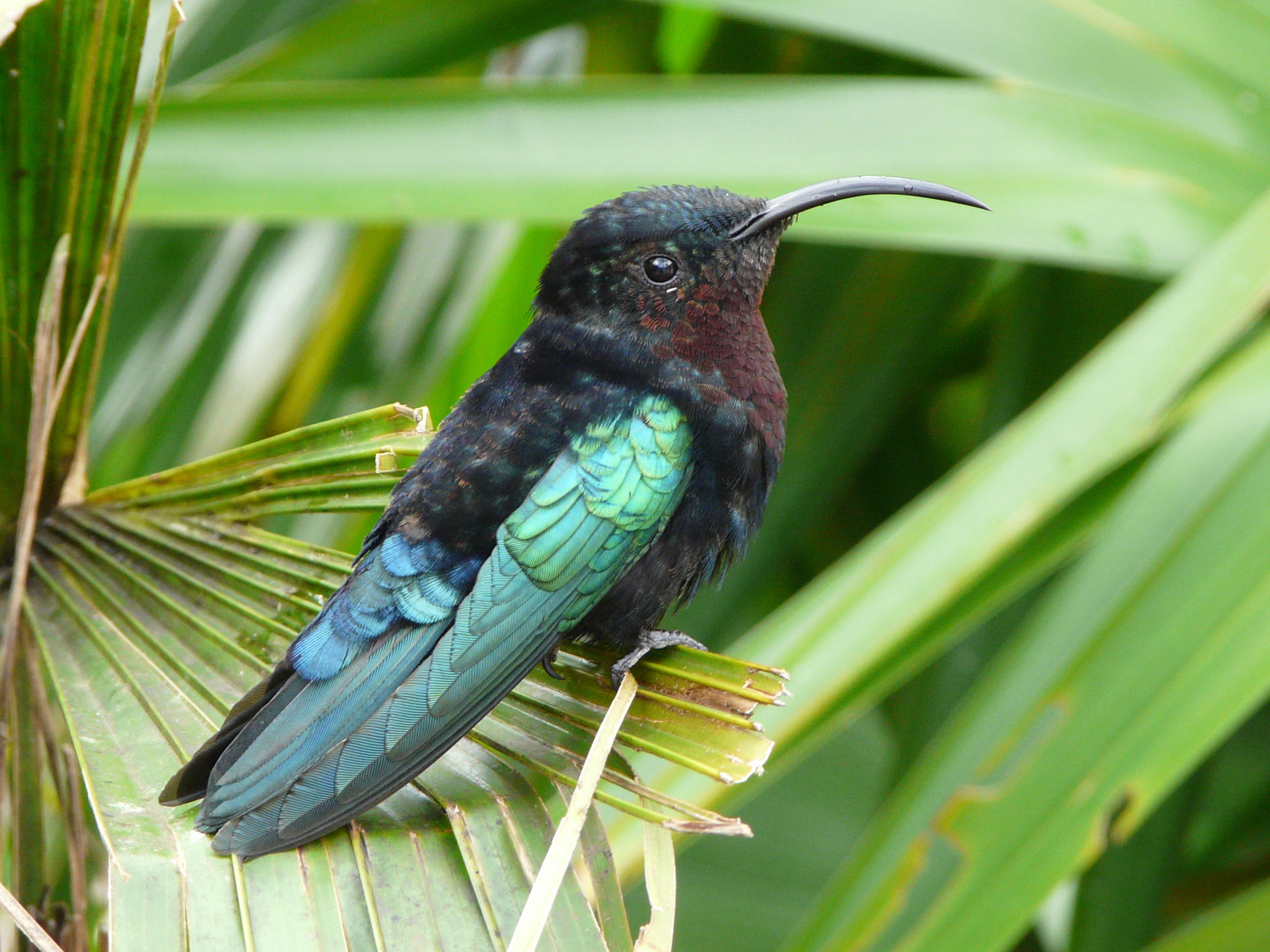 Palenque ruines colibri