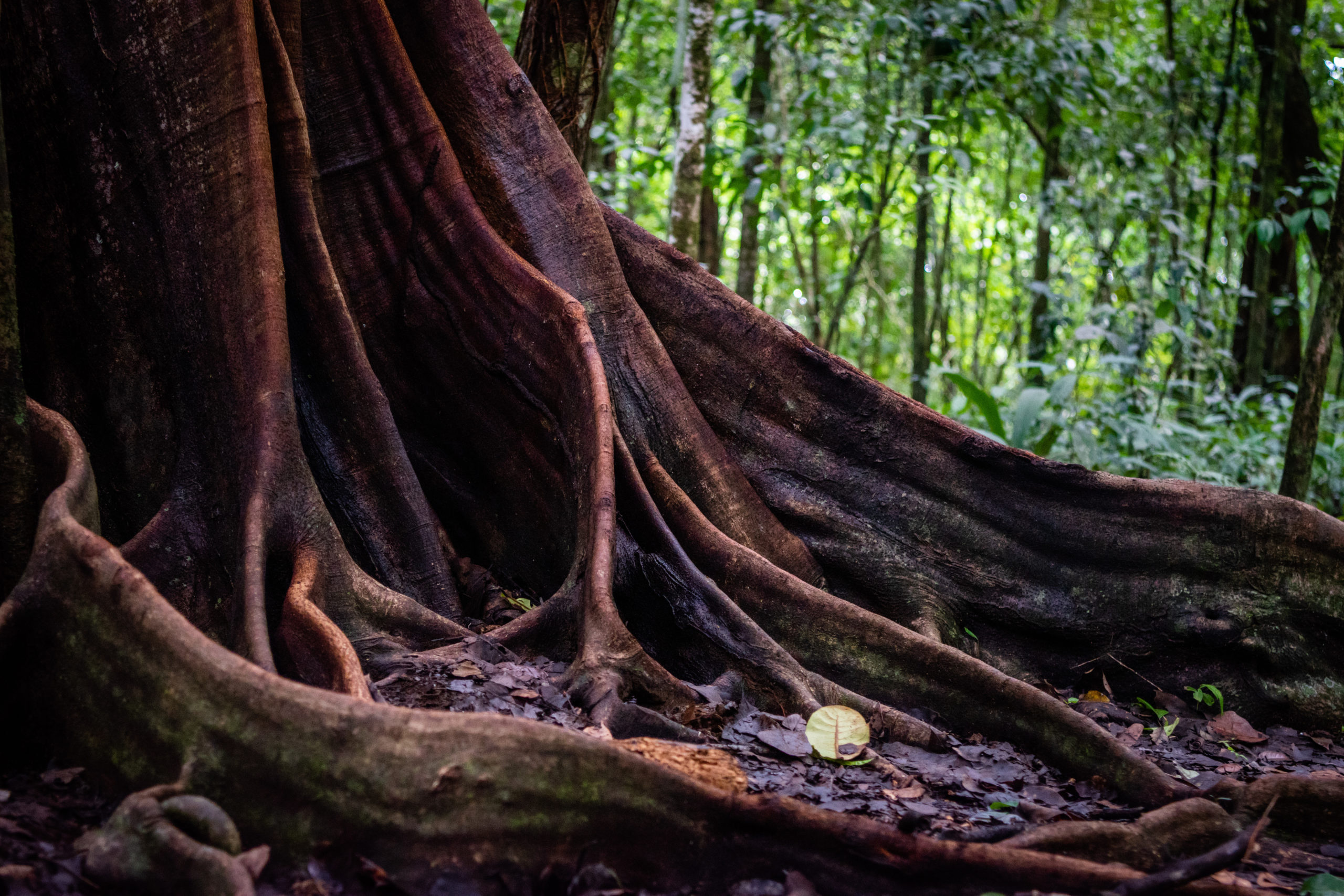 Palenque ruines ceiba