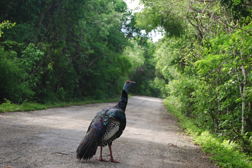 Comment aller à Calakmul ? Bus ou voiture de location ?