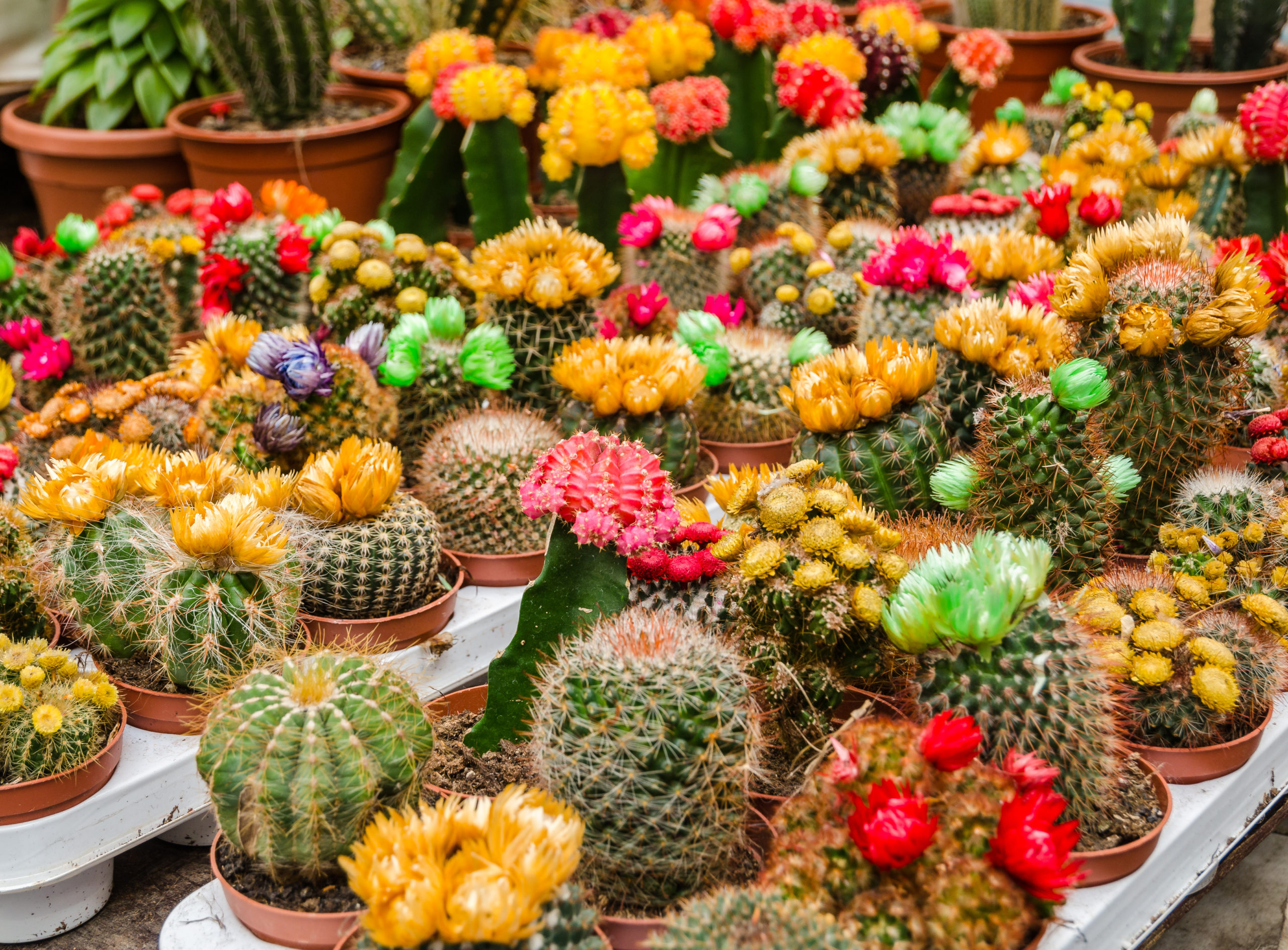 marché fleurs mexico