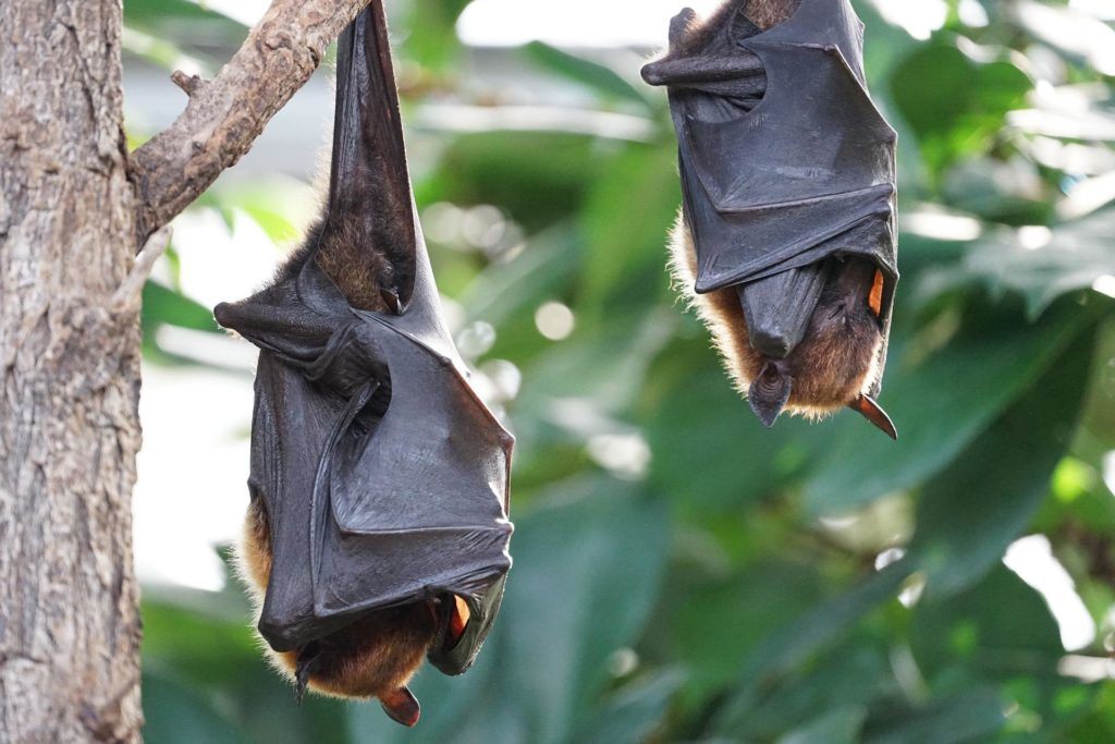 grotte chauves souris calakmul