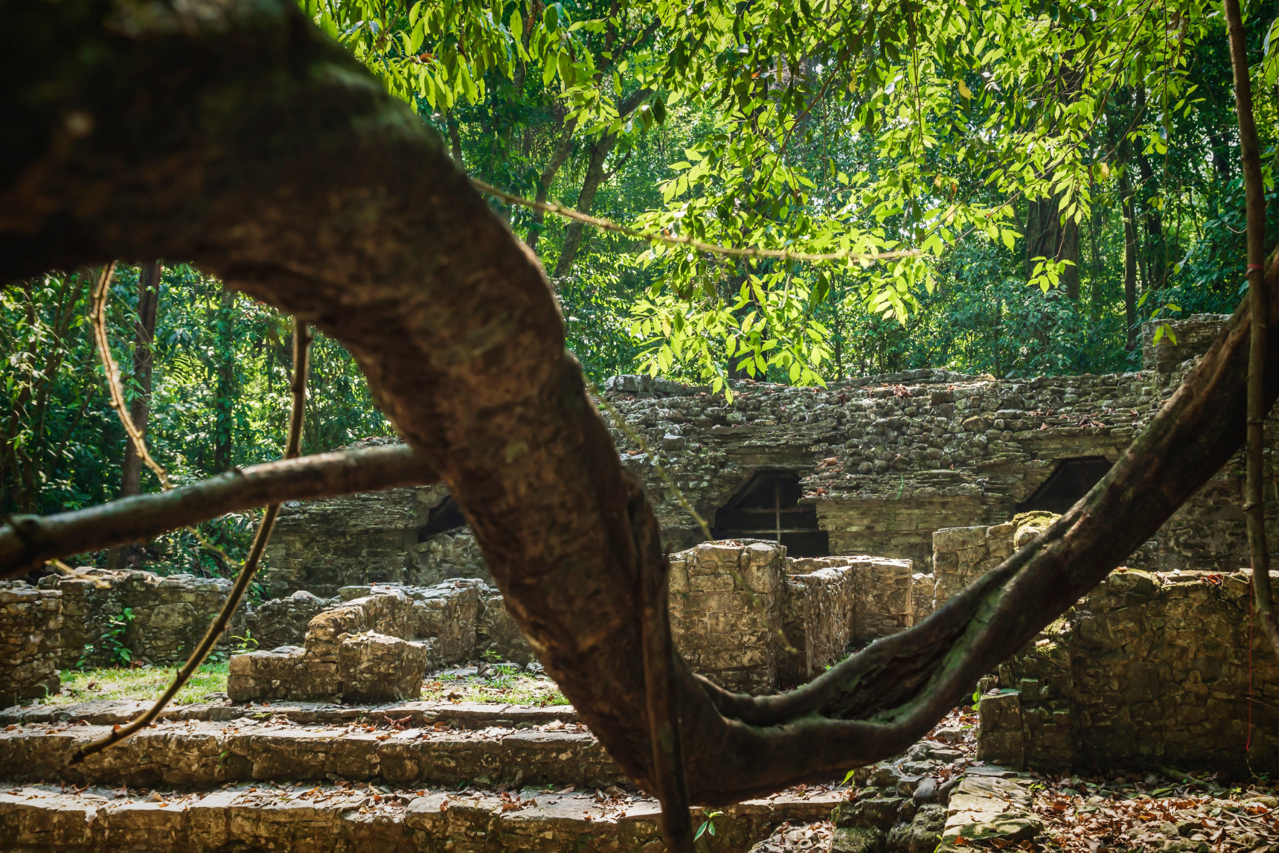 palenque jungle