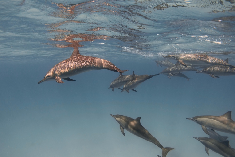 Dauphins au Mexique