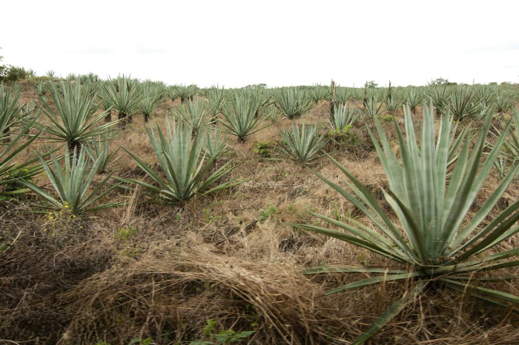 Hacienda mérida