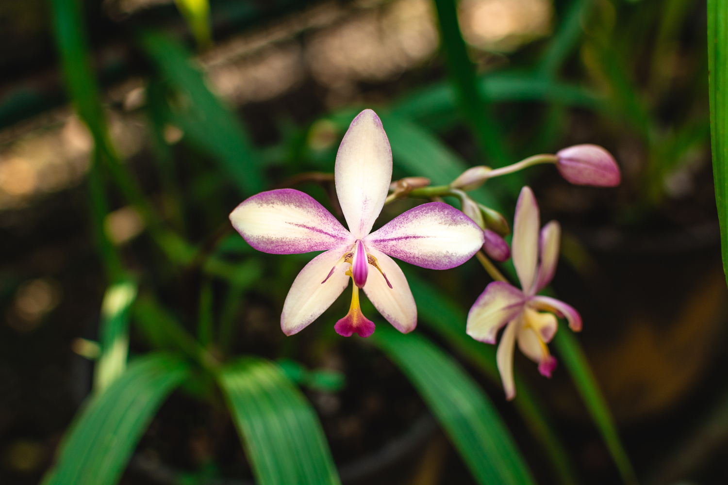 Orquideario Moxviquil