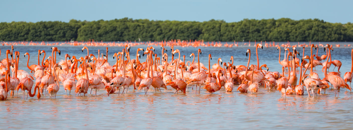 flamant rose