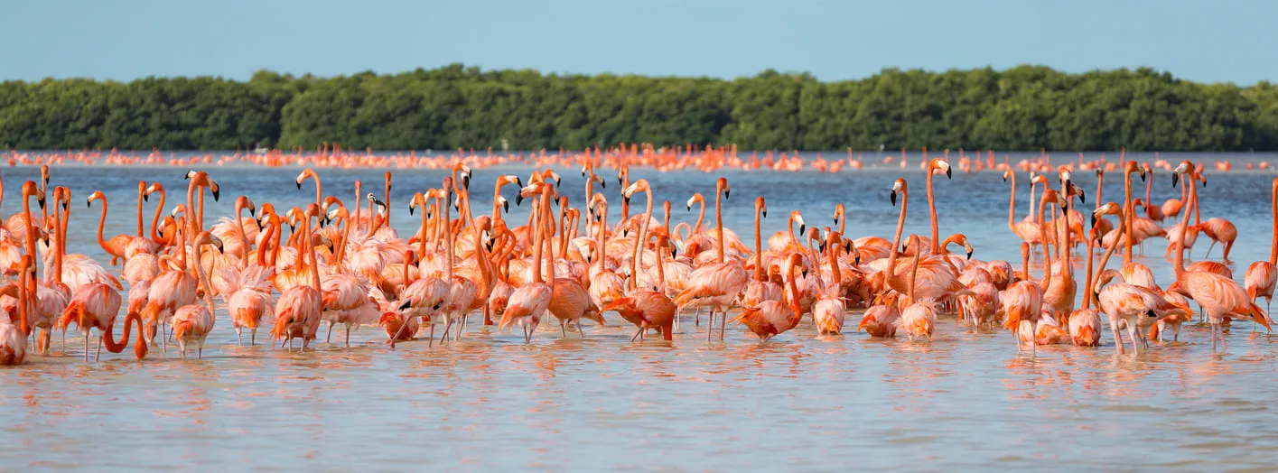 Flamants roses à Celestun