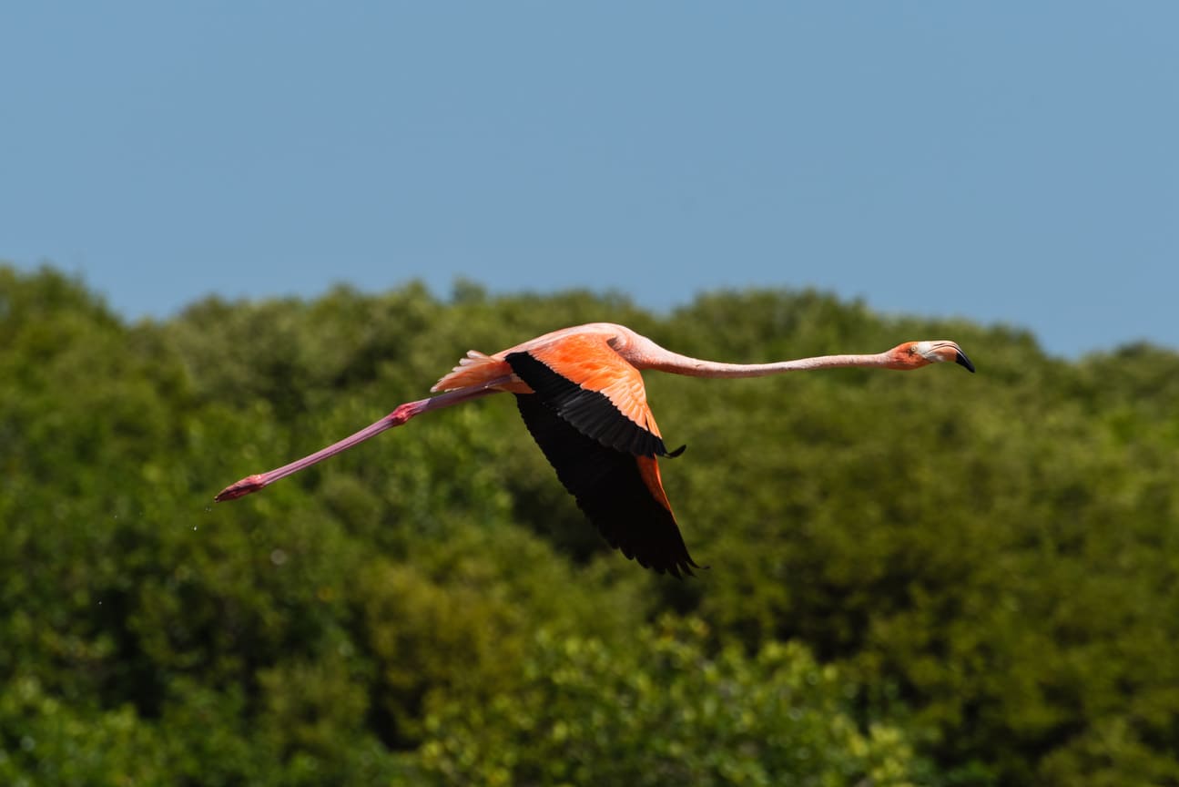 Celestun flamant rose